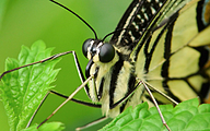 Common Lime Butterfly (Papilio demoleus)